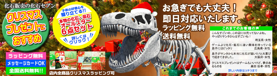 クリスマスプレゼント恐竜化石画像