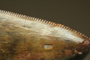 セレーション保存！カルカロドントサウルスの歯