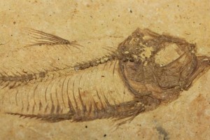 約5000万年前の魚化石