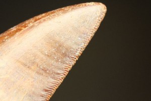 カルカロドントサウルス歯のセレーション