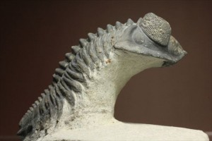 新着化石　三葉虫コルトラネイア