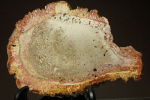木の化石　ケイカボク