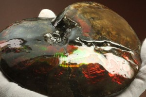 手のひらいっぱいのアンモライト(Ammolite)