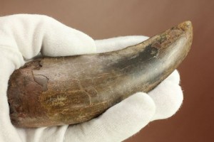 ティラノサウルス・レックス 巨大歯を超える「特大歯」