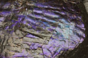 紫に輝くカナダ産アンモライト化石