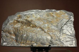 石炭紀のシダ植物化石アリスロプテリス