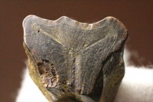 硬い植物をかみちぎった、トリケラトプスの歯です。