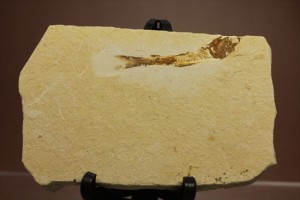 新着化石　新生代の魚化石