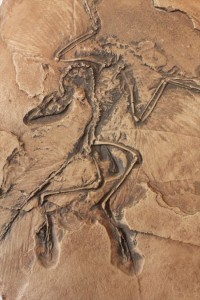 プレート状で、鮮明な始祖鳥化石のフォルムを精巧に再現。