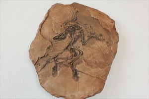 ミッシングリンクをつなぐとされる、始祖鳥のレプリカ標本