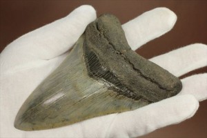 新生代の最大級凶暴ザメ！メガロドンの歯化石