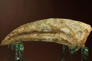 スピノサウルスのフットクロウ化石