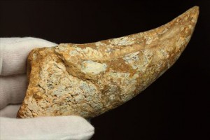 巨大なスピノサウルスのフットクロウ化石