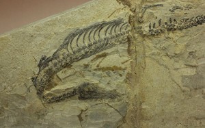 新着化石メソサウルス(Mesosaurus)