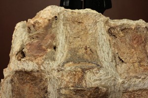 3つの骨がつながった状態のモササウルス鰭化石