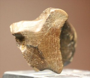 トリケラトプスの硬い歯化石(Triceratops)