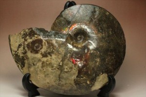 カナダ産大型アンモライト化石(Ammolite)