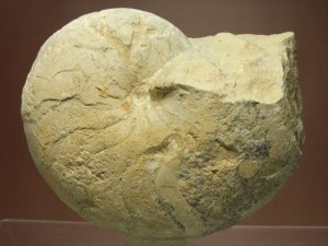 大きいオウムガイの化石