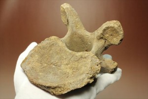 首長竜プレシオサウルスの脊椎骨