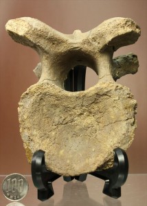 保存状態が良い標本、プレシオサウルス脊椎骨