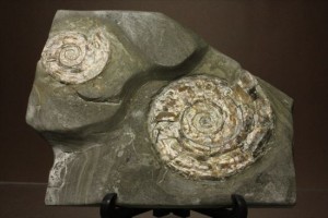 新着化石　フィロセラスアンモナイト(phylloceras)