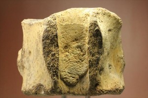 プレシオサウルス脊椎骨化石(Plesiosaur vertebrae)