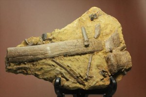 エドモントサウルスの脊椎骨などさまざまな骨の集合（スラブ）