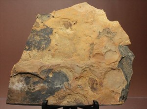珍しいトンボの幼体（ヤゴ）の化石