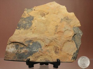 三畳紀のトンボ幼体化石です。