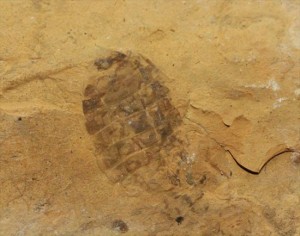 非常に希少な三畳紀後期のトンボ（ヤゴ）の化石
