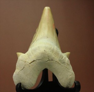 メガロドンの祖先にあたるサメ（Otodus obliqqus）の歯の化石