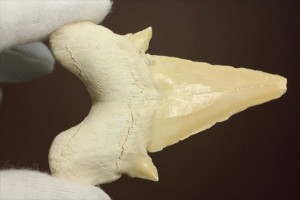 ネズミザメの歯化石(Otodus obliqqus)