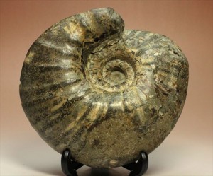牧歌的で朴訥とした味わいのある白亜紀アンモナイト(ammonite)