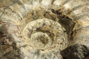 1キロオーバー！白亜紀のアンモナイト化石