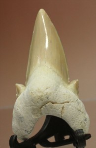 サメ歯化石
