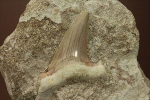 海の支配者化け物ザメ　オトダスの歯化石(Otodus obliqqus)