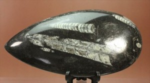 「直角石」とよばれるオウムガイの仲間、オルソセラス化石