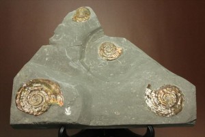 新着化石　フィロセラス光るアンモナイト化石