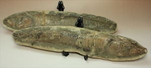 ブラジル産ネガポジ魚化石