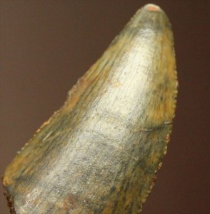 エナメルパターンの保存状態抜群のドロマエオサウルスの歯化石