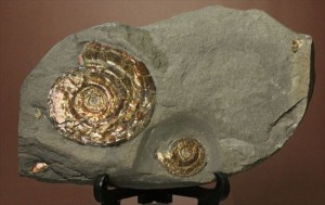 新着化石　フィロセラスマルチプレート標本
