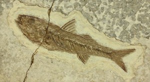 小骨やヒレの構造まで保存されている魚化石