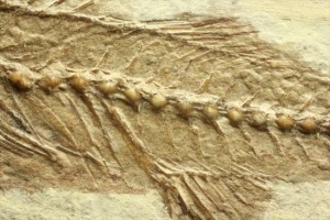 骨までしっかり保存されています。魚化石