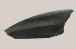 ドロマエオサウルスのフットクロウ(Dromaeosaurus foot claw)