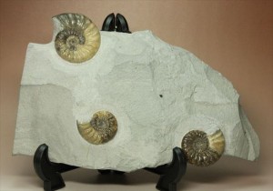 アステロセラス(Asteroceras obtusum)