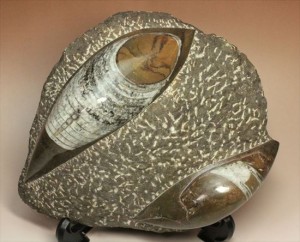 立体的で美しいオルソセラス化石