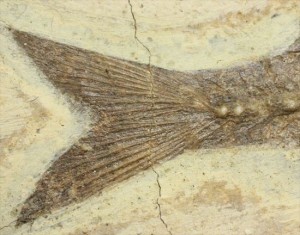 尾先まで鮮明に保存されています。魚化石