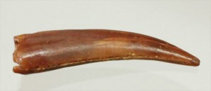 翼竜シロッコプテリクスの美しい歯(Pterosaur tooth)　