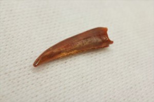 翼竜シロッコプテリクスの歯(Pterosaur tooth)　