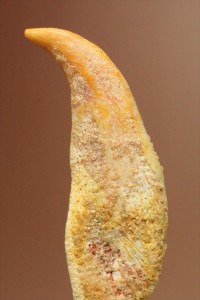 空飛ぶ爬虫類、翼竜（よくりゅう）の爪の化石